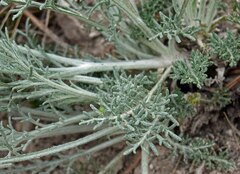 Hymenopappus filifolius