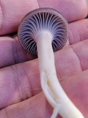 Cuphophyllus