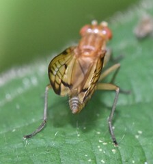 Tetanocera