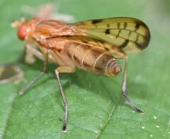 Tetanocera