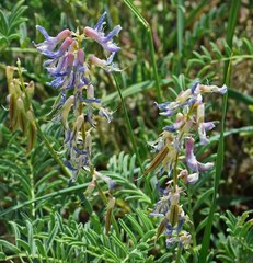 Astragalus bisulcatus