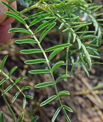 Astragalus bisulcatus
