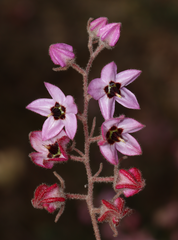 Lasiopetalum glutinosum