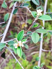 Cotoneaster pannosus