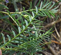 Astragalus bisulcatus