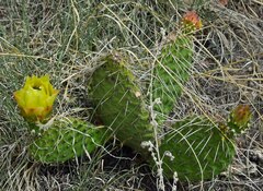 Opuntia macrorhiza