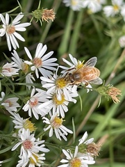 Apis mellifera