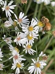 Apis mellifera