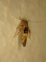 Hieromantis