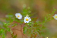 Erigeron karvinskianus