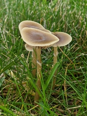 Psilocybe stuntzii