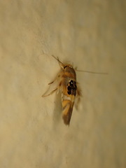Hieromantis