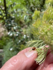 Coccinella undecimpunctata