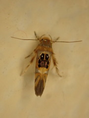 Hieromantis