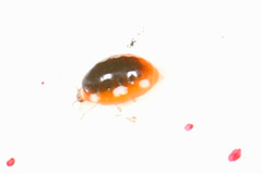 Coniopteryginae