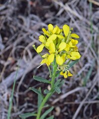 Erysimum asperum