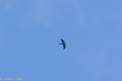 Falco amurensis