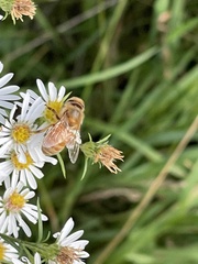 Apis mellifera