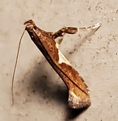 Caloptilia stigmatella