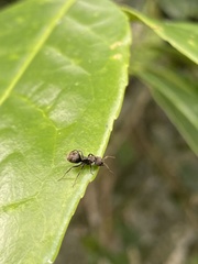 Dolichoderus bispinosus
