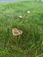 Psilocybe stuntzii