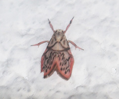 Miltochrista irregularis