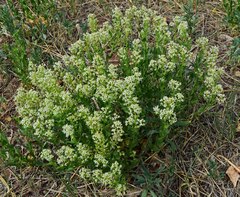 Lepidium draba