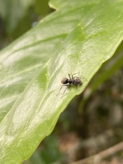 Dolichoderus bispinosus