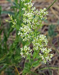 Lepidium draba