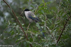 Cyanopica cyanus