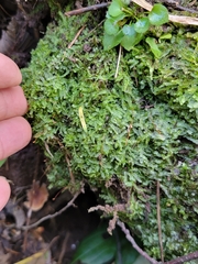Calypogeia