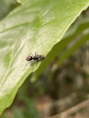 Dolichoderus bispinosus