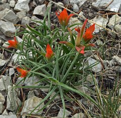 Castilleja integra