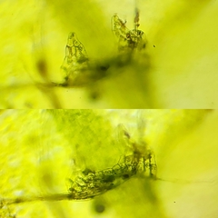 Calypogeia