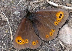 Erebia epipsodea