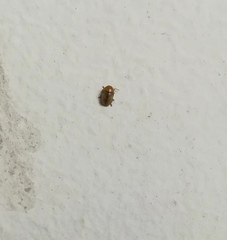 Coleoptera