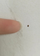 Coleoptera