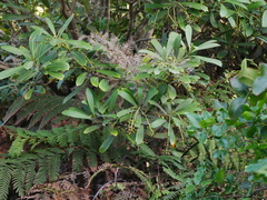 Pseudopanax chathamicus