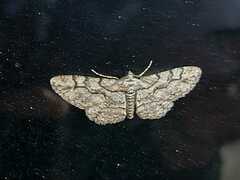 Iridopsis larvaria