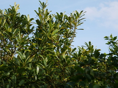 Pseudopanax chathamicus