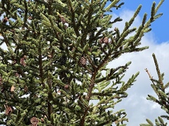 Picea rubens