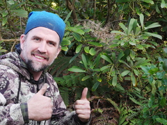 Pseudopanax chathamicus