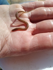 Synbranchus marmoratus