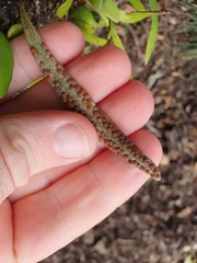 Pyrrosia eleagnifolia