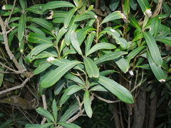 Pseudopanax chathamicus