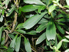 Pseudopanax chathamicus