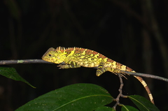 Gonocephalus liogaster