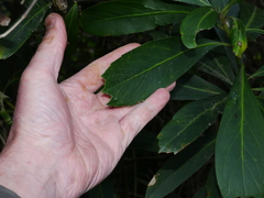 Pseudopanax chathamicus