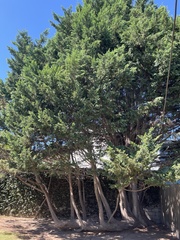 Cupressus macrocarpa
