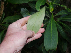 Pseudopanax chathamicus